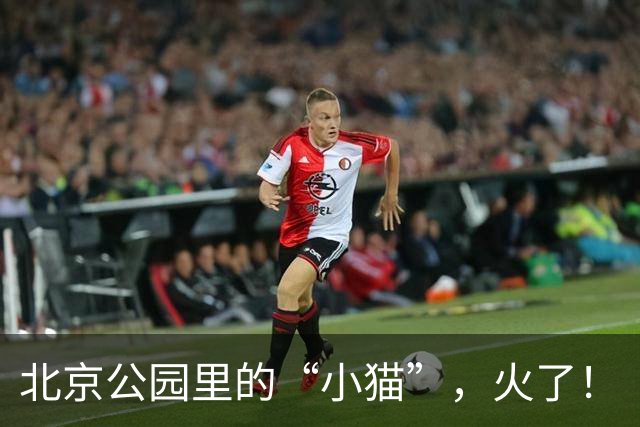 北京公园里的“小猫”，火了！